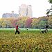 sheep meadow