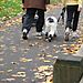 le chien a chaussette... alors qu'il faisait 20°