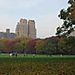 sheep meadow