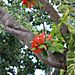 les belles fleurs oranges