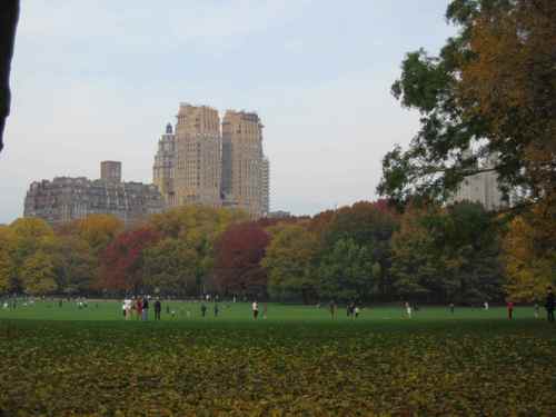 sheep meadow