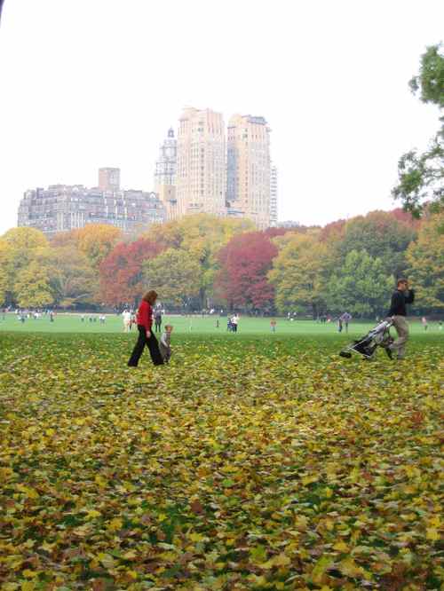 sheep meadow