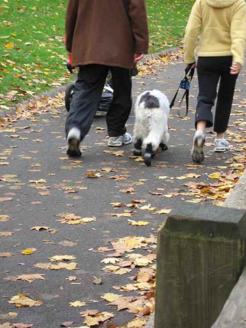 le chien a chaussette... alors qu'il faisait 20°