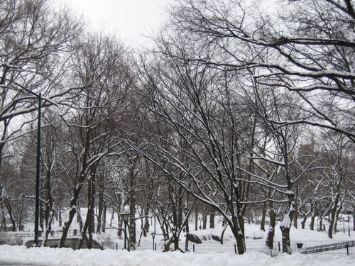 les arbres tout blanc