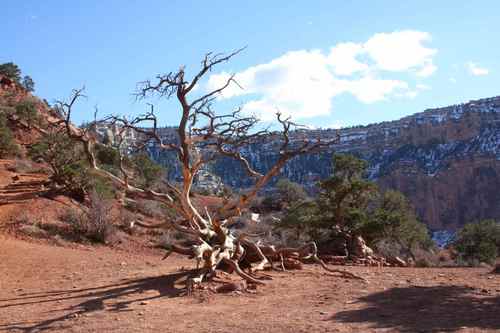 un arbre pas très en forme!