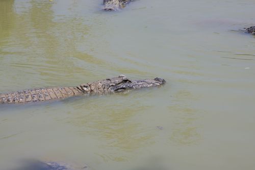 et les jolis alligators