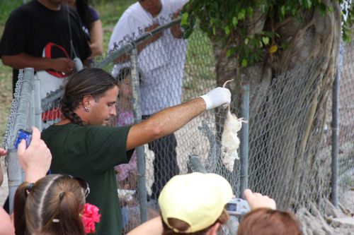 feeding des alligators