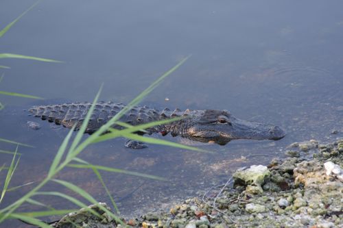 un autre gator