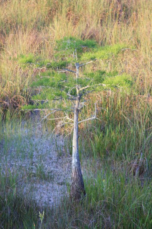 vu sur les everglades