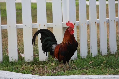 un coq