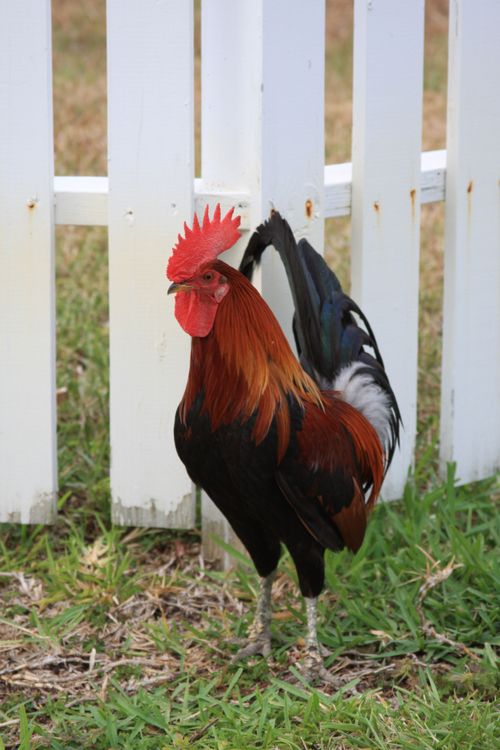 un autre coq