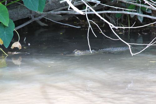 sous l'oeil vigilant d'un alligator