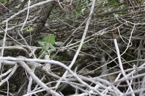 un iguane