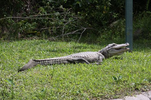 et un alligator