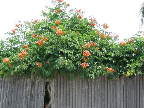 mes fleurs préférées